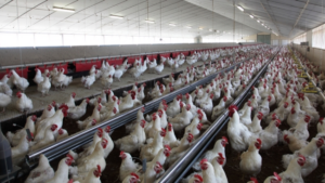 Grupo Fuertes entra en el sector del pollo con la adquisición del Grupo Tolvasa Paasa 
