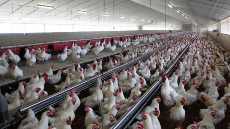 Grupo Fuertes entra en el sector del pollo con la adquisición del Grupo Tolvasa Paasa