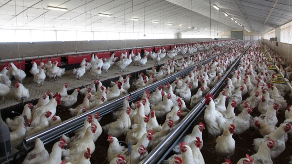 Grupo Fuertes entra en el sector del pollo con la adquisición del Grupo Tolvasa Paasa 