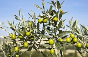 Andalucía mantiene la prohibición de recoger aceitunas de noche para proteger a las aves migratorias